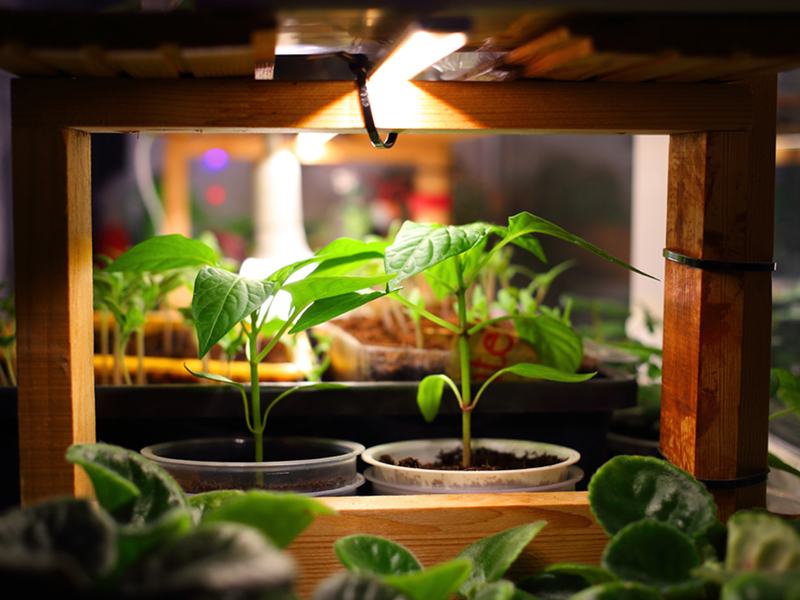 کاربرد نور مصنوعی برای گیاهان آپارتمانی + نحوه نورپردازی برای رشد گیاه
