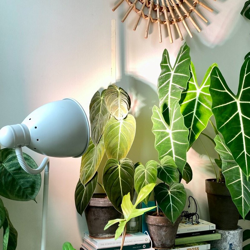 لزوم استفاده از نور مصنوعی برای گیاهان