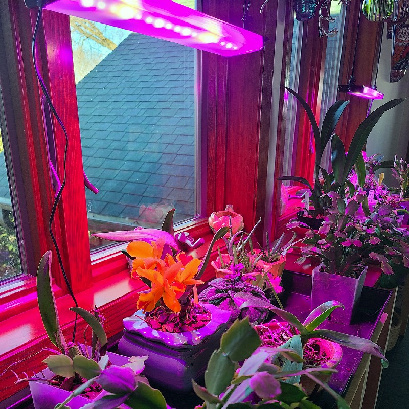 نوربنفش مصنوعی برای گیاهان